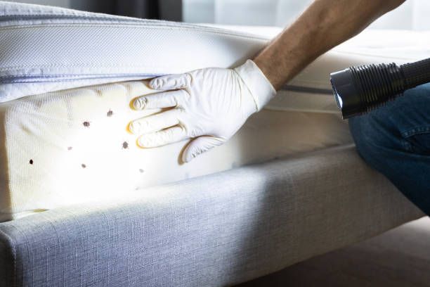 Best Ant Control Services  in Fairborn, OH